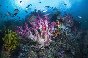 RF - Coral reef with Soft corals (Dendronephthya sp) and fish, West Papua, Indonesia