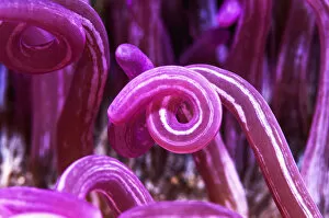 Georgette Douwma Collection: RF - Cork-screw anemone (Macrodactyla doreensis). Lembeh Strait, North Sulawesi, Indonesia