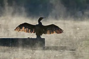 Natural Light Prints: RF - Cormorant (Phalacrocorax carbo) drying its wings in morning sunlight