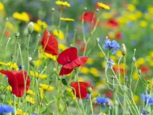 2020 May Highlights Gallery: RF - Corn Marigold (Glebionis segetum), with Cornflower (Centaurea cyanus