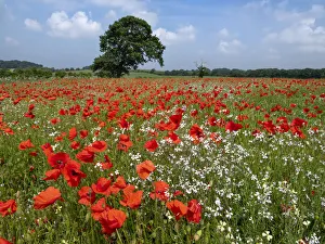 Papaveraceae Prints: RF - Corn poppies (Papaver rhoeas) growing in failed bean crop, Norfolk, England, UK