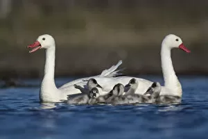 RF - Coscoroba swan (Coscoroba coscoroba) pair with chicks on water La Pampa, Argentina