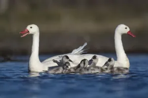 Symmetry Prints: RF - Coscoroba swan (Coscoroba coscoroba) pair with chicks on water La Pampa, Argentina