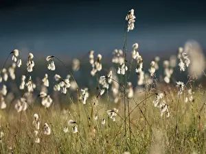 Natural Light Prints: RF - Cotton grass (Eriophorum angustifolium) and Quaking grass (Briza media) in sunlight