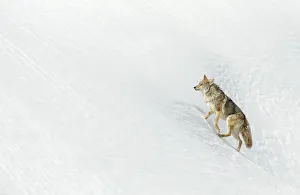 Rf17q1 Prints: RF - Coyote (Canis latrans) in snow, Yellowstone. February