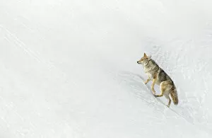 Steep Collection: RF - Coyote (Canis latrans) in snow, Yellowstone. February
