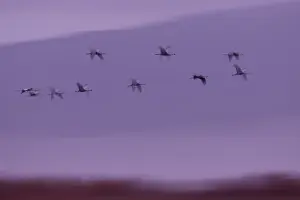 Gruidae Prints: RF - Cranes (Grus grus) flock in flight at dawn