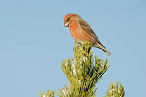 Gymnosperm Prints: RF - Crossbill (Loxia curvirostra) male