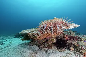 Sea Star Prints: RF - Crown-of-thorns (Acanthaster planci) starfish feeding on hard coral (Acropora sp)