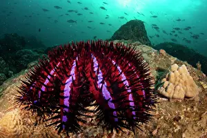 Sea Star Prints: RF - Crown-of-thorns starfish (Acanthaster planci) feeding on coral on a reef