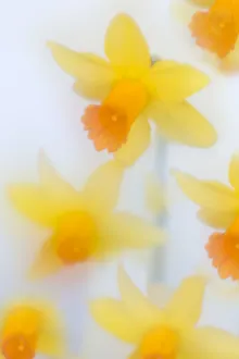 Colour Prints: RF- Daffodils (Narcissus) in flower photographed using soft focus technique