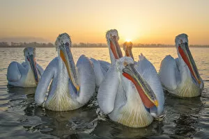 Images Dated 26th December 2019: RF - Dalmatian pelicans (Pelecanus crispus) Lake Kerkini, Greece, March
