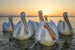 Pelecanus Prints: RF - Dalmatian pelicans (Pelecanus crispus) Lake Kerkini, Greece, March