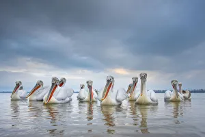 2020 December Highlights Prints: RF - Dalmatian pelicans (Pelecanus crispus) Lake Kerkini, Greece, March