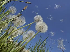 2019 July Highlights Gallery: RF - Dandelion (Taraxacum officinale) seeds blowing in the wind, England, UK. May