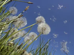 2019 July Highlights Collection: RF - Dandelion (Taraxacum officinale) seeds blowing in the wind, England, UK. May