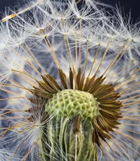 RF- Dandelion (Taxaxacum officinale) close up of seed head