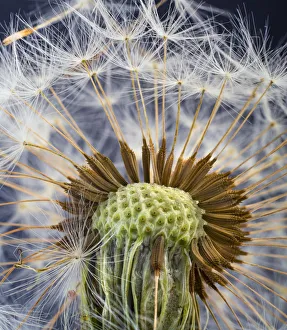 2019 March Highlights Collection: RF- Dandelion (Taxaxacum officinale) close up of seed head