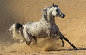Horses & Ponies Collection: RF - Dapple grey Arabian stallion running in desert dunes near Dubai, United Arab