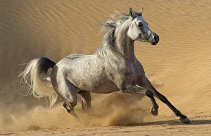 Middle East Prints: RF - Dapple grey Arabian stallion running in desert dunes near Dubai, United Arab