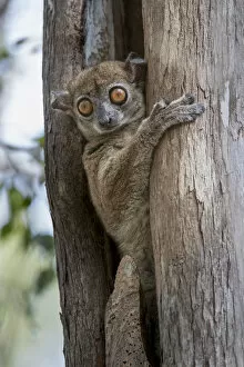 RF - Daraina Sportive Lemur (Lepilemur milanoii) in day time rest tree hole in dry forest