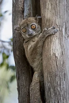 Nick Garbutt Prints: RF - Daraina Sportive Lemur (Lepilemur milanoii) in day time rest tree hole in dry forest