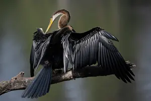Keoladeo Prints: RF - Darter (Anhinga melanogaster) perched on branch