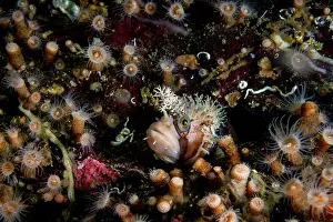 RF - Decorated warbonnet (Chirolophis decoratus) peering out from a hole in a rock wall, Salish Sea, British Columbia, Canada