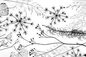 RF - Delicate grass and flowers silhouetted black against white background