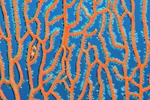Camouflage Gallery: RF - Denise's pygmy seahorse (Hippocampus denise) looks out from its home in a sea fan (Annella sp.)