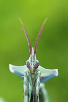 Alien Appearance Gallery: RF - Devils flower mantis (Idolomantis diabolica) male, captive, occurs in Africa
