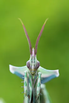 RF - Devils flower mantis (Idolomantis diabolica) male, captive, occurs in Africa