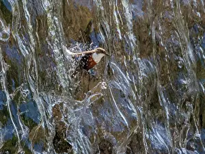Waterfall Prints: RF - Dipper (Cinclus cinclus) flying through waterfall