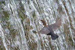 Waterfall Prints: RF - Dipper (Cinclus cinclus) flying towards waterfall