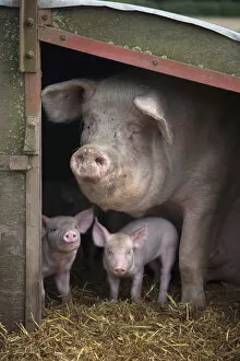 Rf17q1 Gallery: RF- Domestic pig, hybrid large white sow and piglets in sty, UK, September 2010
