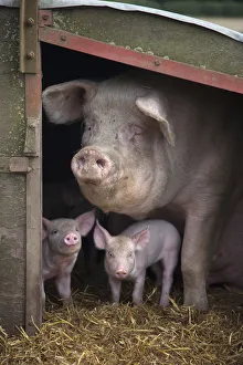 Rf17q1 Prints: RF- Domestic pig, hybrid large white sow and piglets in sty, UK, September 2010