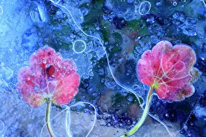 Rosanae Prints: RF - Dove's-foot crane's-bill (Geranium molle) leaves frozen in ice with air bubbles