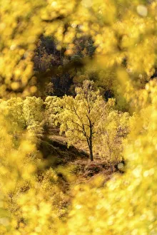 RF - Downy birch (Betula pubescens) changing to autumn colours