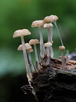 Slimy Prints: RF - Dripping bonnet (Roridomyces roridus) fungi on a rotting log