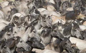 Feral Mammal Prints: RF - Dulmen pony, wild mares and foals running together at roundup