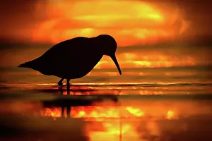 Sunset Prints: RF - Dunlin (Calidris alpina) standing on the shore