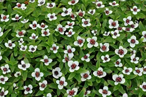 Varanger Prints: RF - Dwarf cornel (Cornus suecica) in flower