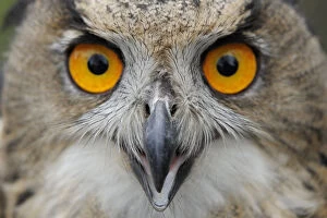 RF- Eagle owl (Bubo bubo) calling, raised in captivity and newly released into the wild