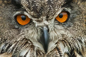 Images Dated 12th August 2011: RF - Eagle owl (Bubo bubo) close-up of head. Captive, Netherlands. August