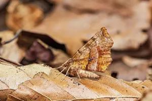 Looper Prints: RF - Early thorn moth (Selenia dentaria) resting on a dried leaf