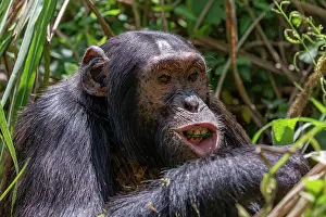 Chimpanzee Prints: RF - Eastern chimpanzee (Pan troglodytes schweinfurthii) feeding