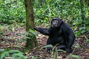 Chimpanzee Prints: RF - Eastern chimpanzee (Pan troglodytes schweinfurthii) sitting on forest floor