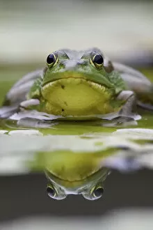 RF - Eastern golden frog (Rana / Pelophylax plancyi) portrait, reflected in water