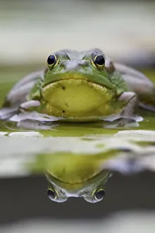 Ranidae Prints: RF - Eastern golden frog (Rana / Pelophylax plancyi) portrait, reflected in water