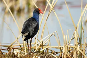 Swamphen Prints: RF - Eastern swamphen (Porphyrio porphyrio) standing in reedbed at edge of lake
